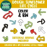 Summer Dough Life Cycle Clipart GROWING Bundle - Play Dough Mats, Sequencing