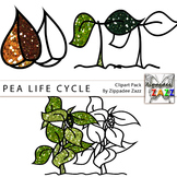 Glitter Pea Life Cycle Clipart-BW included-Garden Month